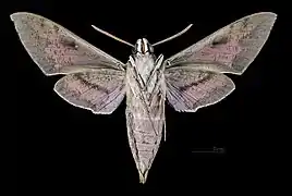 Male Hyles nicaea nicaea, underside