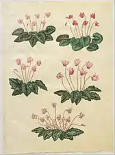 Cyclamen purpurascens; Cyclamen hederifolium, by Hans Simon Holtzbecker&nbsp;[de] 1649-1659
