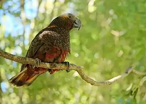 Kākā