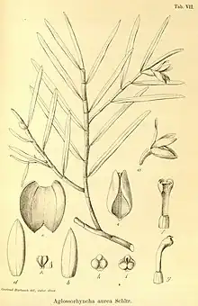 Illustration of "Aglossorrhyncha aurea"
