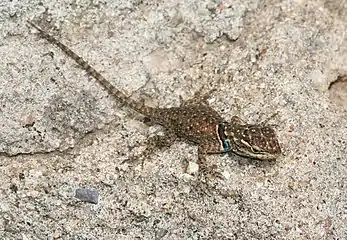 Juvenile in Chiricahua Mts, AZ