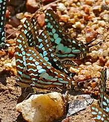 Graphium antheus
