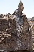 lichens growing on the rocks at Isalo National Park, Madagascar