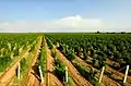 MAP vineyards in Armavir