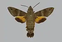 Macroglossum assimilis male