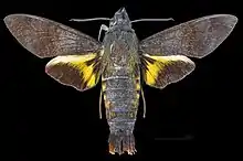 Macroglossum sylvia male