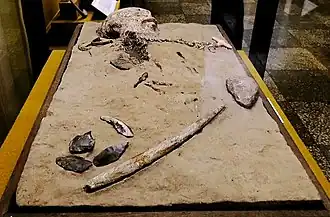 Mal'ta boy (MA-1), dated 24,000 BP, with tomb artifacts, Hermitage Museum, Saint-Petersburg.