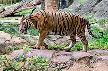 A Malayan tiger at a zoo.