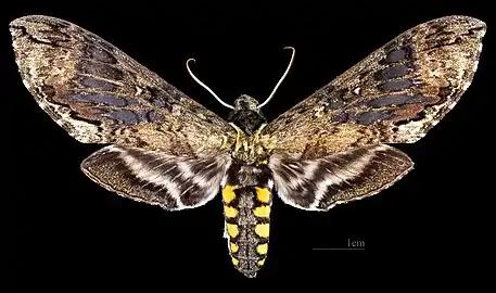 Female dorsal Coll. MHNT