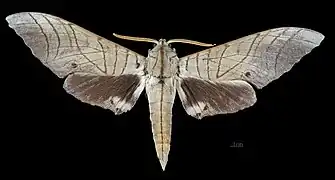 Male M. s. sumatranus, dorsal view