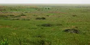 McFaddin National Wildlife Refuge, Jefferson County, Texas, USA (30 April 2010).