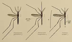 Coloured drawing of three mosquitoes displayed as scientific specimens