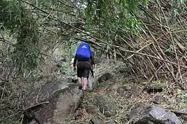 Mountaineers trekking through the forest near the beginning of the hike