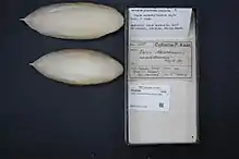 shell from Sepia novaehollandiae at Rijksmuseum van Natuurlijke Historie, Leiden