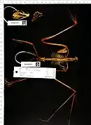 A bat skeleton with the skull and body detached