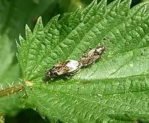 Mating