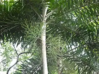 Crown and inflorescences, Cairns Botanic Gardens, Queensland, Australia