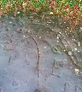 Carving of a horse's head