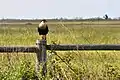 Northern crested caracara (Caracara cheriway), Attwater Prairie Chicken National Wildlife Refuge