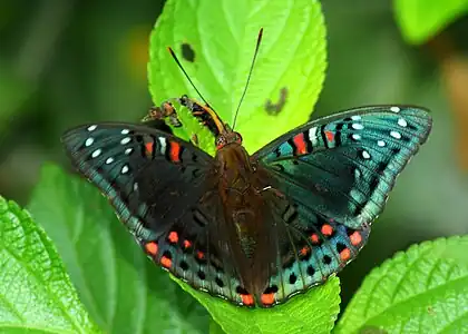 Open wing position of a male found in Chandannagar, West Bengal, India