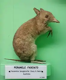 Brown bandicoot