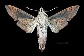 Perigonia lusca f. interruptaMale ventral view