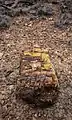 Petrified wood