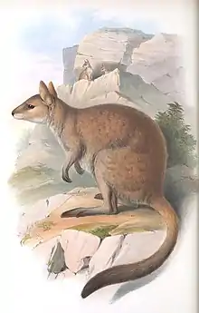 Brown wallaby