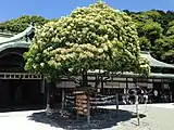 Sacred Photinia serrulata tree at Miyajidake Shrine in Fukutsu, Fukuoka, Japan