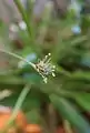 Plantago leiopetala inflorescence at medium stage with both stamens and stigmas.