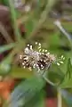 Plantago leiopetala with stamens.