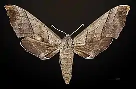 Female