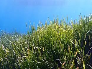 Long wide leaved grass under clear light blue water