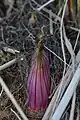 Purple-stemmed Angelica (Angelica atropurpurea) in Kitchener, Ontario, Canada 4 March 2018 showing the plant in its early stages of growth back from the base of a previous year's stem
