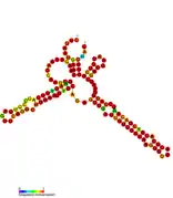 isrC Hfq binding RNA: Predicted secondary structure taken from the Rfam database. Family RF01387.