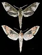 Rhagastis albomarginatus