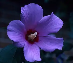 Rose of Sharon or althaea