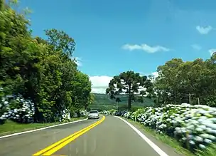 Hydrangeas adorn the roads around the city