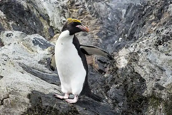 SGI-2016-South Georgia (Cooper Bay)–Macaroni penguin (Eudyptes chrysolophus) 01.jpg