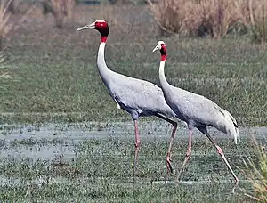 Two slender, grey wading birds with red heads