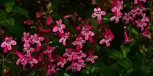 Scarlet penstemon (Penstemon triflorus), endemic to the Edwards Plateau, Edwards County (18 April 2015)