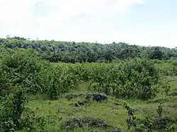 Secondary forest and shrubland on Assalaino plateau