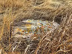 rock with lichen
