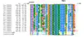 TMEM19 Strict Orthologs (Vertebrates) Multiple Sequence Alignment. Sequences were aligned using ClustalO, transmembrane regions and exons were boxed. Consensus of amino acids are shown at 100% and 90%. Amino acids are colored based on their physicochemical properties.