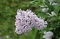 Up close photo of a syringa pubescent ssp. patula flower bunch. This shows the various hues of purple, white, and pink.