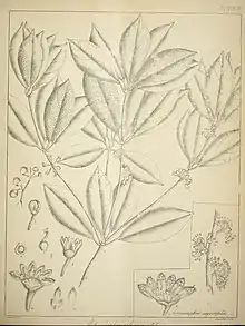 Illustration of "Actinodaphne salicina"