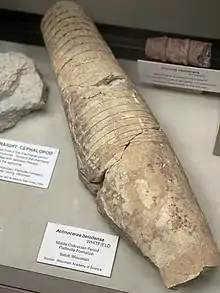 The holotype of Actinoceras beloitense from the Platteville Limestone