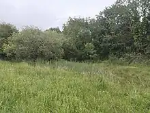The photo shows an area of lush plant growth including rushes, reeds, trefoils, orchids, thistles and other plants. The background is the trees of the bounds ditch backing the Royal canal towpath.