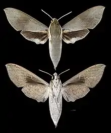 Theretra indistincta