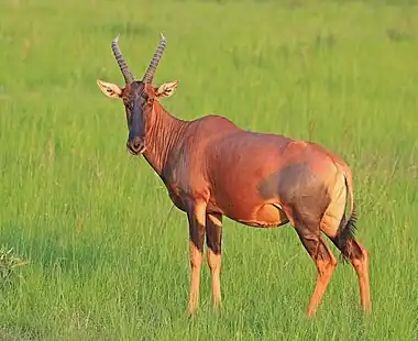 Image 11TopiPhotograph: Charles J. SharpFemale topi (Damaliscus lunatus jimela) in the Queen Elizabeth National Park in Uganda. A subspecies of the common tsessebe antelope, the topi is native to several countries in eastern Africa and lives primarily in grassland habitats, ranging from treeless plains to savannas. It is a tall species, with individuals ranging in height from 100 to 130&nbsp;cm (39 to 51&nbsp;in) at the shoulder. Predators of topi include lions and spotted hyenas, with jackals being predators of newborns.More selected pictures